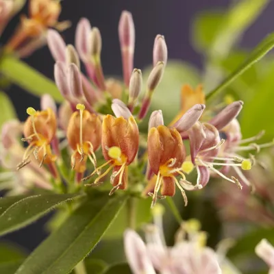 Produktbild von Geißblatt Lonicera henryi – 2 Pflanzen – Rosa Blüte – Schnellwachsende, duftende Kletterpflanze – Pflegeleicht & winterhart