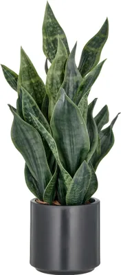 Produktbild von Kunstpflanze Bogenhanf H 66 cm