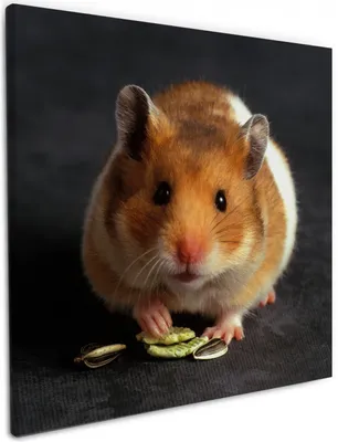 Produktbild von Wallario Premium Leinwandbild Putziger Hamster mit Nüssen zwischen den Pfoten in Größe 50 x 50 cm