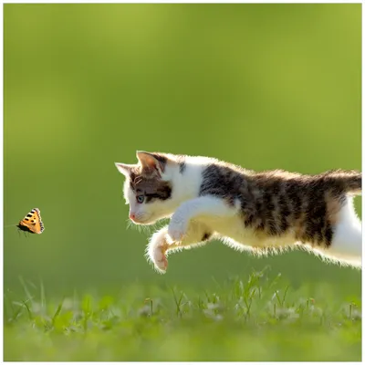 Produktbild von Wallario Premium Glasbild, freischwebende Optik, kräftige Farben, Größe 50 x 50 cm Motiv Süße Katze fängt Schmetterling im Grünen