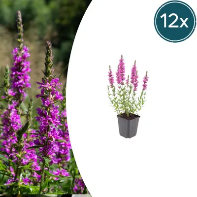 Produktbild von Lythrum salicaria | 12 Stück - 10-25cm - Ø9cm - Gartenpflanze