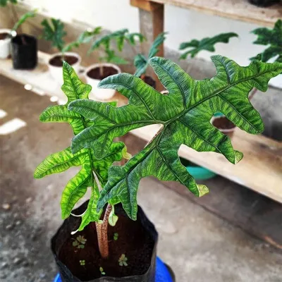 Produktbild von Alocasia (Alocasia sp. 'Tandurusa')  - 1 Knolle