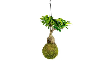 Obrázok produktu pre Gardners Kokedama Ficus Microcarpa ženšen (XL)