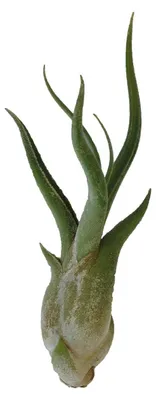 Productafbeelding van Aquafleur Tillandsia Caput Medusae