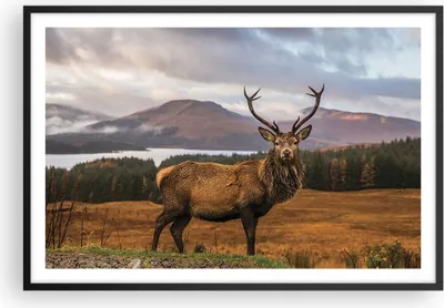 Produktbild von Gerahmtes Poster - Schwarzer Rahmen - Rehe Wiese Berge - 91,5x61 cm - Wand Bild - Wanddeko - Wandbilder - Kunstposter - Wandposter - Bilderrahmen - Bilder - Kunstdruck - Wandbild - P2BAA91x61-4231