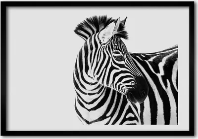 Produktbild von Bild - Bilderrahmen - 100 cm x 70 cm - MDF - Rahmen - Foto - Wandkunst Zebra im Schnee