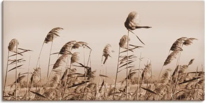 Produktbild von ARTland Leinwandbild Gräser Größe: 100x50 cm