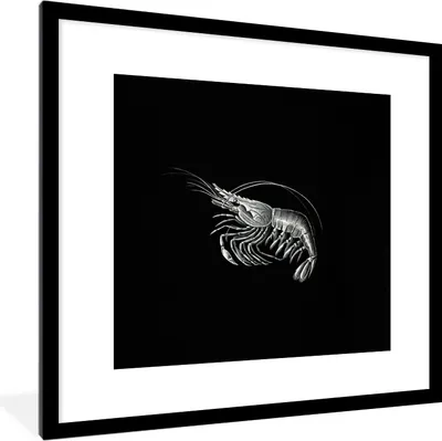 Produktbild von MuchoWow® Gerahmtes Poster Shrimps - Vintage - Ernst Haeckel - Tiere - Kunst 40x40 cm - Poster mit Schwarzem Bilderrahmen Wandposter Rahmen Foto Bilder - Poster - Plakat im Rahmen
