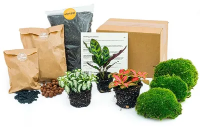 Produktbild von Grüne Flasche – Komplettset für den Garten aus einer Flasche – ohne Glas – 3 Pflanzen (Calathea lancifolia + 2x Fittonia)