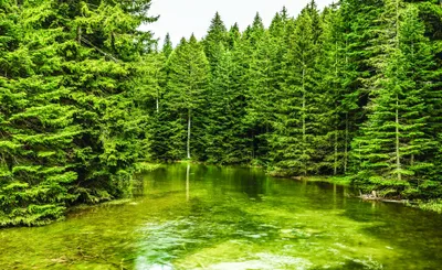 Produktbild von Fototapete Vlies 1917 VEXXL Waldsee 3-tlg. 312 x 219 cm