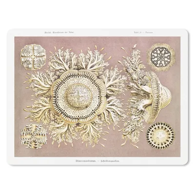Produktbild von MuchoWow® Mauspad Mousepad Jahrgang - Ernst Haeckel - Qualle - Kunst 40x30 cm - Mousepads - Maus Mat - Pad - Mausunterlage - Anti Rutsch