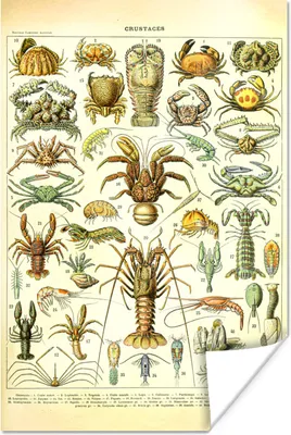 Produktbild von MuchoWow® Poster Hummer - Tiere - Meerestiere - Vintage - Adolphe Millot 80x120 cm - Papierdruck
