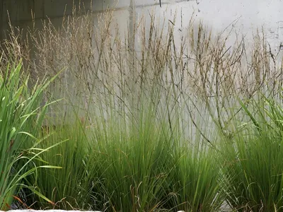 Produktbild von Stauden Gänge 1 x Molinia caerulea 'Edith Dudszus' im 1 Liter Topf - Kleines Pfeifengras - Sanfte Bewegung für lebendige Gartenbilder