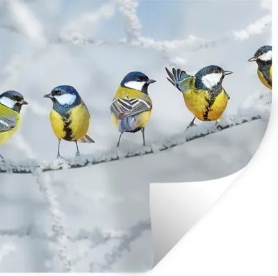 Produktbild von MuchoWow® Wandtattoo Wandsticker Wandaufkleber Vogel - Kohlmeise - Winter - Schnee - Zweige 50x50 cm Selbstklebend und Repositionierbar - Selbstklebend - Fototapeten
