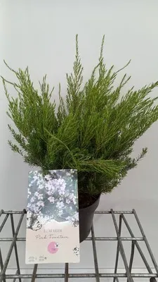 Obrázok produktu pre Diosma hirsuta 'Pink Fountain' - konfetový ker, Buchu 25- 30 cm nádoba