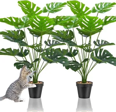 Zdjęcie produktu dla Rośliny ozdobne Monstera – duże, zielone rośliny do domu
