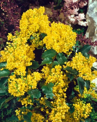 Produktbild von Mahonia aquifolium, Gewöhnliche Mahonie, immergrün, 30–40 cm