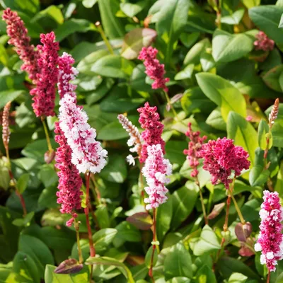 Immagine prodotto di 6 x Persicaria affinis 'Kabouter'  | Vaso 9 cm x 9 cm