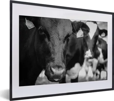 Produktbild von MuchoWow® MuchoWow® Gerahmtes Poster Kuhzunge 40x30 cm - Poster mit zchwarzem Bilderrahmen - Bilderrahmen - Poster im Rahmen
