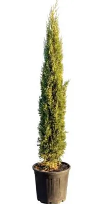 Obrázek produktu pro Cypřiš stálezelený FloraSelf Cupressus sempervirens 'Totem' 125 – 150 cm květináč 12 l