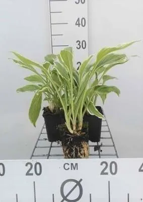 Obrázok produktu pre 6 x Hosta hybr. 'Undulata Albomarginata' - kvetináč 9 x 9 cm