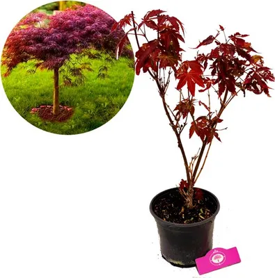 Imagen del producto de Acer palmatum 'Atropurpureum', arce japonés de hojas rojas - altura 60 cm - maceta de 3 litros