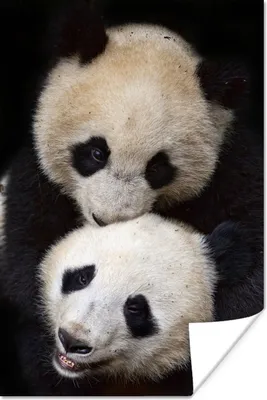 Produktbild von MuchoWow® Poster Panda - Tierfreunde - Schwarz 120x180 cm - Kunstposter