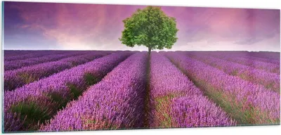 Produktbild von Bilder auf glas - Wiese lavenda Sommer Landschaft - 100x40cm - Glasbilder - Wandbilder - Kunstdruck - zum Aufhängen bereit - Wanddekoration aus Glas - Glas Bilder - Wandbild auf Glas - GAB100x40-2605