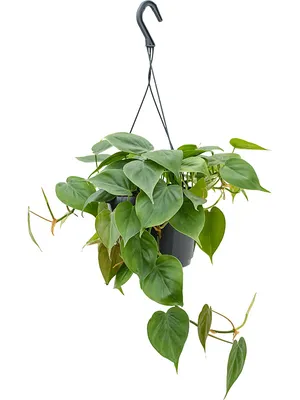 Zdjęcie produktu dla Gardners Philodendron scandens, średnica 20 cm