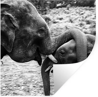 Produktbild von MuchoWow® Wandtattoo Wandsticker Wandaufkleber Elefant - Tiere - Natur - Schwarz und weiß 50x50 cm Selbstklebend und Repositionierbar - Selbstklebend - Fototapeten
