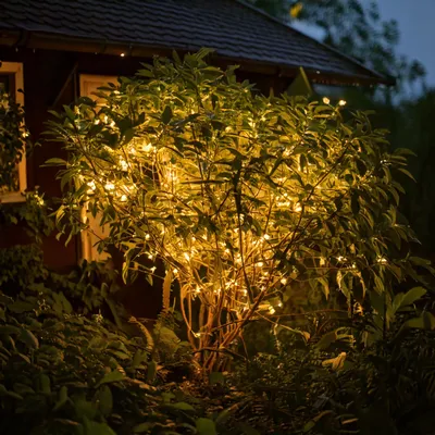 A bush decorated with fairy lights at dusk, with a house in the background.