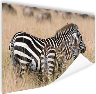 Produktbild von MuchoWow® Poster Zebras in freier Wildbahn 180x120 cm - Fotoplakat