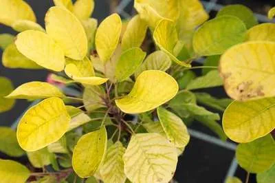 Produktbild von Cotinus cogg. 'Golden Spirit'® ( 'ancot'®) - Perückenstrauch Golden Spirit 50- 60 cm Container