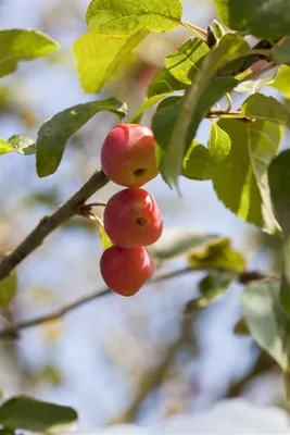 Produktbild von Malus 'Red Sentinel', Zierapfel, rote Früchte, 60–100 cm