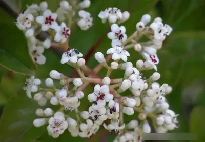 Produktbild von Viburnum Le Bois Marquis  - immergrüner japanischer Schneeball