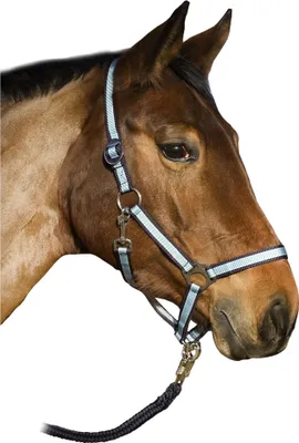 Produktbild von Halfter, Farbe:hellblau/weiß/marine, Groesse:Pony
