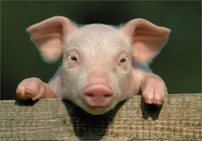 Produktbild von Wallario Poster - Süßes Ferkel auf dem Bauernhof in Nahaufnahme, Kunstdruck Größe: 70 x 100 cm