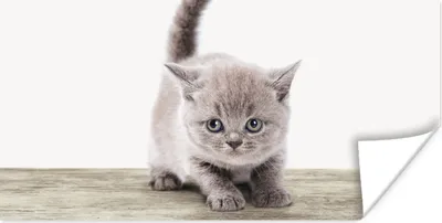 Produktbild von MuchoWow® Poster Kätzchen - Katze - Haustiere - Jungen - Kinder - Mädchen 40x20 cm - Poster für die Wand - Poster Schlafzimmer