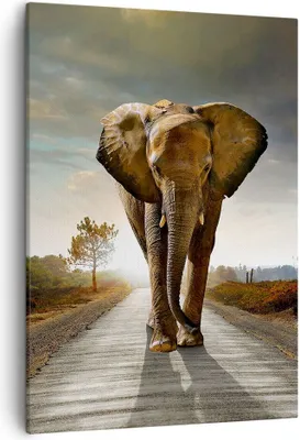 Produktbild von Bild auf Leinwand - Leinwandbild - Einteilig - Elefant Straße Landschaft - 50x70cm - Wand Bild - Wanddeko - Wandbilder - Leinwanddruck - Wanddekoration - Leinwand bilder - Wandbild - PA50x70-0214