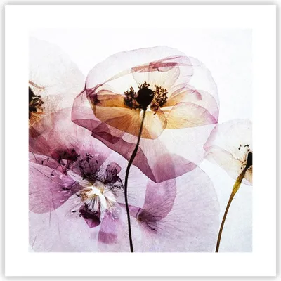 Produktbild von Poster - Poster ohne Rahmen - blume sommer natur - 40x40 cm - Wand Bild - Wanddeko - Wandbilder - Kunstposter - Wandposter - Bilder - Kunstdruck - Wanddekoration - Wandbild - P2XAC40x40-3821