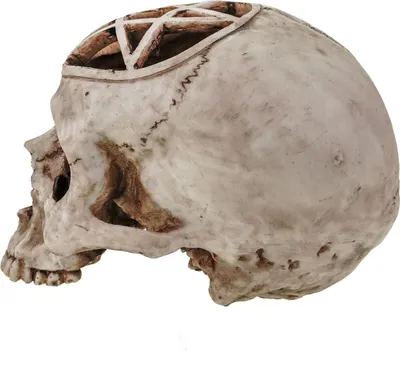 Produktbild von Ritualschädel mit Pentagramm Handbemalte Kunststeinreplik 19cm Figur Skull