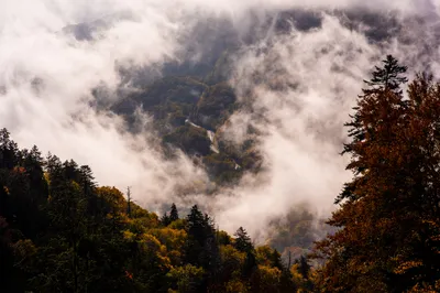 Produktbild von Muralo Fototapete Wald im Nebel 104 (B) x 70.5 (H) cm Vlies Tapete Wandtapeten Gebirge Bäume Herbst Wohnzimmer Schlafzimmer moderne Wandbilder XXL Landschaft Panorama Wand Dekoration