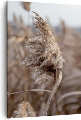 Produktbild von Bild auf Leinwand - Leinwandbild - Einteilig - Boho Ähren Gras - 50x70cm - Wand Bild - Wanddeko - Wandbilder - Leinwanddruck - Kunstdruck - Wanddekoration - Leinwand bilder - Wandbild - PA50x70-4763