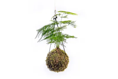 Obrázek produktu pro Gardners Kokedama Asparagus plumosus (M)