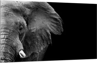 Produktbild von Herdabdeckplatte Glaskeramikkochfeld-Abdeckung Spritzschutz Glas 80x52 Elefant