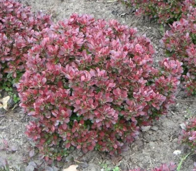 Produktbild von Berberis thunbergii Bagatelle 15-20 Zwergkugel-Berberitze