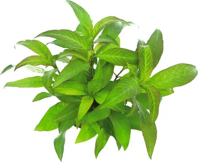 Produktbild von Riesenwasserfreund Hygrophila stricta - Hygrophila corymbosa ´Stricta´
