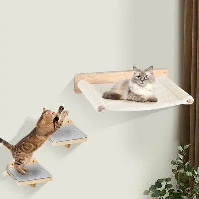 Two cats interacting with wall-mounted cat furniture.