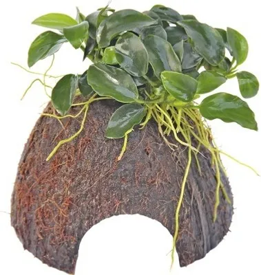 Produktbild von Zwergspeerblatt auf Kokoshöhle - Nano Cave mit Anubias Bonsai ca. 11 cm
