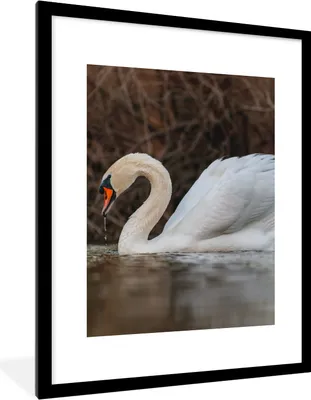 Produktbild von MuchoWow® Gerahmtes Poster Schwan - Wasser - Tiere - Vogel 60x80 cm - Poster mit Schwarzem Bilderrahmen Wandposter Rahmen Foto Bilder - Wohnzimmer - Dekorationen - Prämie